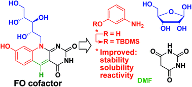 Graphical abstract: Convenient synthesis of deazaflavin cofactor FO and its activity in F420-dependent NADP reductase