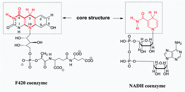 Graphical abstract: Thermodynamics of various F420 coenzyme models as sources of electrons, hydride ions, hydrogen atoms and protons in acetonitrile