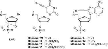 Graphical abstract: Locked nucleic acid (LNA) induced effect on the hybridization and fluorescence properties of oligodeoxyribonucleotides modified with nucleobase-functionalized DNA monomers