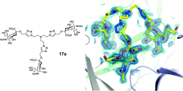 Graphical abstract: Triazole linker-based trivalent sialic acid inhibitors of adenovirus type 37 infection of human corneal epithelial cells