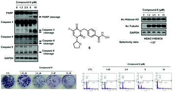 Graphical abstract: Pyrimidinedione-mediated selective histone deacetylase 6 inhibitors with antitumor activity in colorectal cancer HCT116 cells