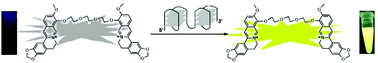 Graphical abstract: Highly selective, sensitive and fluorescent sensing of dimeric G-quadruplexes by a dimeric berberine