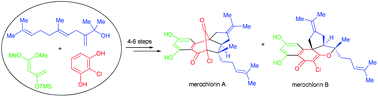 Graphical abstract: Total synthesis and preliminary SAR study of (±)-merochlorins A and B
