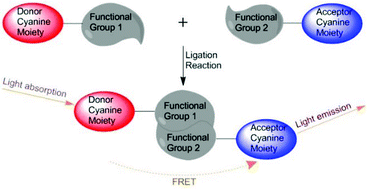 Graphical abstract: FRET-based cyanine probes for monitoring ligation reactions and their applications to mechanistic studies and catalyst screening