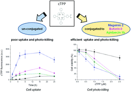 Graphical abstract: Conjugation of photosensitisers to antimicrobial peptides increases the efficiency of photodynamic therapy in cancer cells