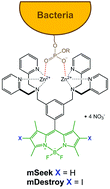 Graphical abstract: Bacterial imaging and photodynamic inactivation using zinc(ii)-dipicolylamine BODIPY conjugates