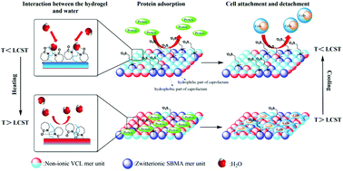 Graphical abstract: A thermoresponsive poly(N-vinylcaprolactam-co-sulfobetaine methacrylate) zwitterionic hydrogel exhibiting switchable anti-biofouling and cytocompatibility