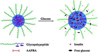 Graphical abstract: Competitive binding-accelerated insulin release from a polypeptide nanogel for potential therapy of diabetes