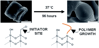 Graphical abstract: Synthesis of polymer-silica hybrid microparticles with defined geometry using surface initiated atom transfer radical polymerization