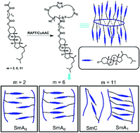 Graphical abstract: Biomacrocyclic side-chain liquid crystalline polymers bearing cholesterol mesogens: facile synthesis and topological effect study
