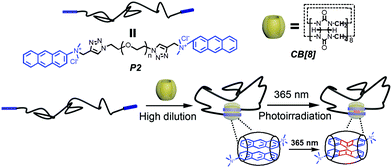 Graphical abstract: A fixable supramolecular cyclic polymer based on the cucurbit[8]uril-stabilized π–π interaction