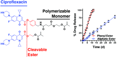 Graphical abstract: RAFT polymerization of ciprofloxacin prodrug monomers for the controlled intracellular delivery of antibiotics