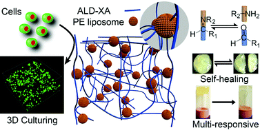 Graphical abstract: Biodegradable and injectable polymer–liposome hydrogel: a promising cell carrier
