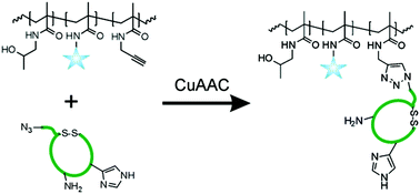 Graphical abstract: Synthesis of cyclic peptide disulfide–PHPMA conjugates via sequential active ester aminolysis and CuAAC coupling