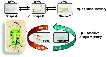 Graphical abstract: Thermo- and pH-sensitive shape memory polyurethane containing carboxyl groups