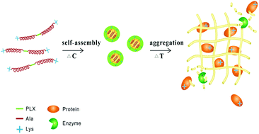 Graphical abstract: A poloxamer-polypeptide thermosensitive hydrogel as a cell scaffold and sustained release depot