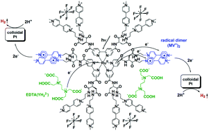 Graphical abstract: Molecular photo-charge-separators enabling single-pigment-driven multi-electron transfer and storage leading to H2 evolution from water