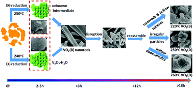 Graphical abstract: Phase and morphology evolution during the solvothermal synthesis of VO2 polymorphs
