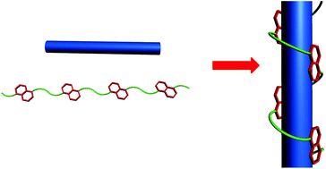 Graphical abstract: Donor–acceptor interaction-driven folding of linear naphthalene–glycol oligomers templated by a rigid bipyridinium rod