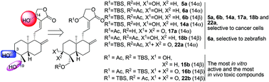 Graphical abstract: SAR studies of 3,14,19-derivatives of andrographolide on anti-proliferative activity to cancer cells and toxicity to zebrafish: an in vitro and in vivo study