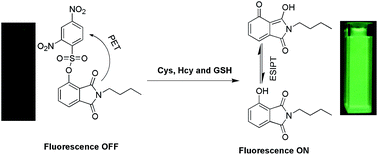 Graphical abstract: A phthalimide-based fluorescent probe for thiol detection with a large Stokes shift