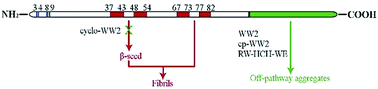 Graphical abstract: Binding interactions of agents that alter α-synuclein aggregation
