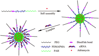 Graphical abstract: Stimuli-responsive terpolymer mPEG-b-PDMAPMA-b-PAH mediated co-delivery of adriamycin and siRNA to enhance anticancer efficacy