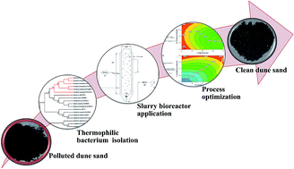 Graphical abstract: Biodegradation of heptadecane in hydrocarbon polluted dune sands using a newly-isolated thermophilic bacterium, Brevibacillus borstelensis TMU30: statistical evaluation and process optimization