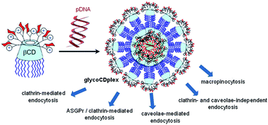 Graphical abstract: Cell uptake mechanisms of glycosylated cationic pDNA–cyclodextrin nanoparticles