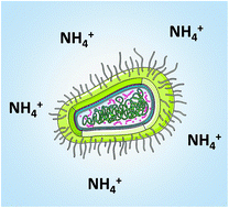 Graphical abstract: Formation of ammonium in saline solution treated by nanosecond pulsed cold atmospheric microplasma: a route to fast inactivation of E. coli bacteria