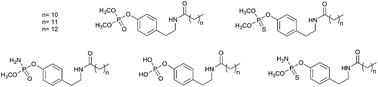 Graphical abstract: Synthesis and steroid sulfatase inhibitory activities of N-alkanoyl tyramine phosphates and thiophosphates