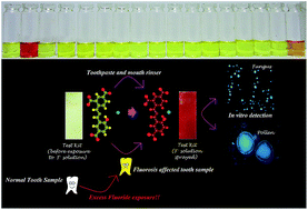 Graphical abstract: Recognition of fluoride anions at low ppm level inside living cells and from fluorosis affected tooth and saliva samples