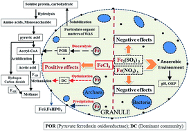 Graphical abstract: Methane-rich biogas production from waste-activated sludge with the addition of ferric chloride under a thermophilic anaerobic digestion system