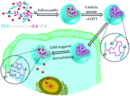 Graphical abstract: Disulfide cross-linked cholic-acid modified PEG–poly(amino acid) block copolymer micelles for controlled drug delivery of doxorubicin