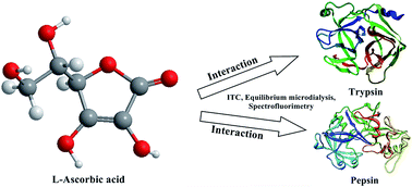 Graphical abstract: Dissection of the binding of l-ascorbic acid to trypsin and pepsin using isothermal titration calorimetry, equilibrium microdialysis and spectrofluorimetry