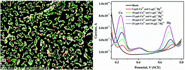 Graphical abstract: Electrodeposited Bi-Au nanocomposite modified carbon paste electrode for the simultaneous determination of copper and mercury