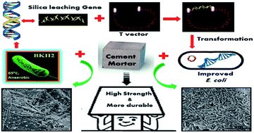 Graphical abstract: Development of an improved E. coli bacterial strain for green and sustainable concrete technology