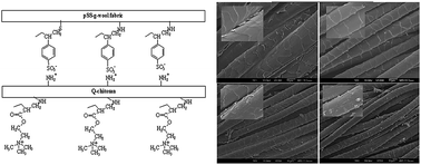 Graphical abstract: Binding of a quaternary ammonium polymer-grafted-chitosan onto a chemically modified wool fabric surface: assessment of mechanical, antibacterial and antifungal properties