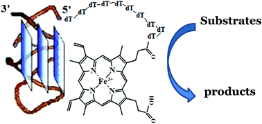 Graphical abstract: Structure–activity relationship study for design of highly active covalent peroxidase-mimicking DNAzyme