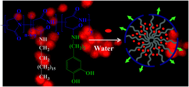 Graphical abstract: Dopamine functionalized polymeric nanoparticle for targeted drug delivery