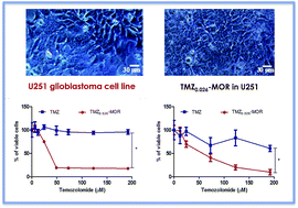 Graphical abstract: In vitro and in vivo studies of temozolomide loading in zeolite structures as drug delivery systems for glioblastoma