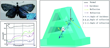 Graphical abstract: High light absorption properties and optical structures in butterfly Heliophorus ila Lvcaenidae wing scales