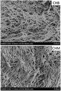 Graphical abstract: Chondrocytes behaviors within type I collagen microspheres and bulk hydrogels: an in vitro study