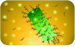 Graphical abstract: Layer-by-layer assembled protein nanotubes with high DNA affinity