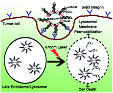 Graphical abstract: Targeted photosensitizer nanoconjugates based on human serum albumin selectively kill tumor cells upon photo-irradiation