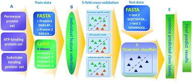 Graphical abstract: A consensus subunit-specific model for annotation of substrate specificity for ABC transporters