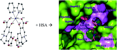 Graphical abstract: Cobalt(ii) complexes with the quinolone antimicrobial drug oxolinic acid: structure and biological perspectives