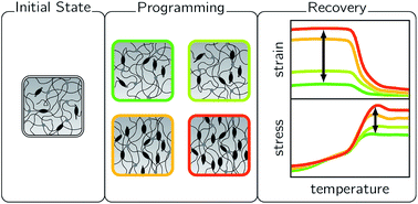 Graphical abstract: Designing temperature-memory effects in semicrystalline polyurethane