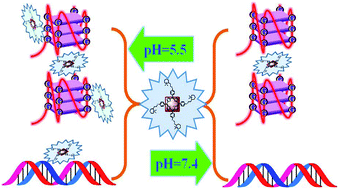 Graphical abstract: A water-soluble cationic porphyrin showing pH-dependent G-quadruplex recognition specificity and DNA photocleavage activity