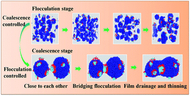 Graphical abstract: Investigation of demulsification efficiency in water-in-crude oil emulsions using dissipative particle dynamics